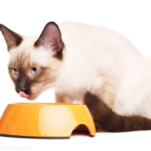 Pet cat food with sweet treats
